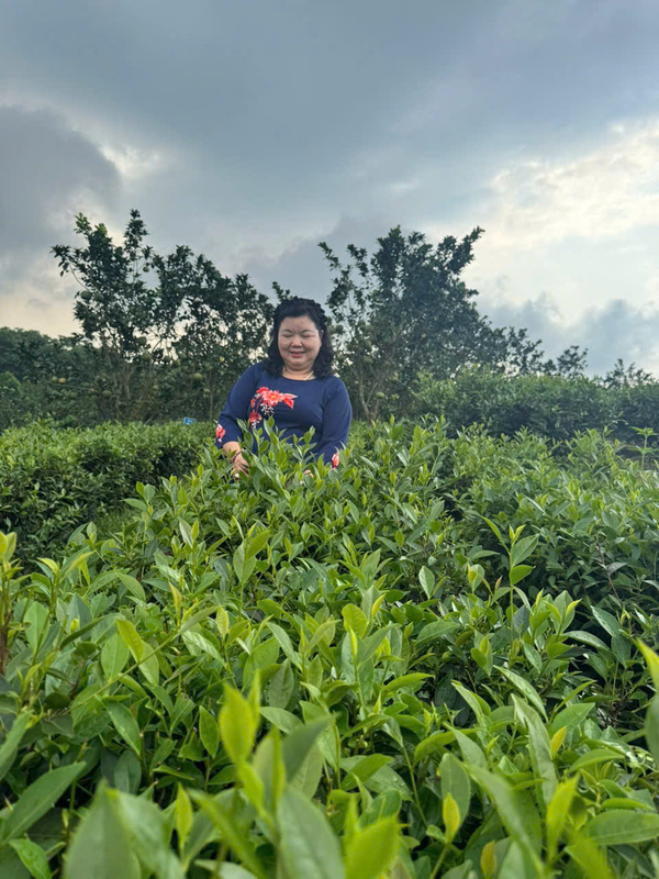 Hình ảnh công ty Chè Hoài Trung